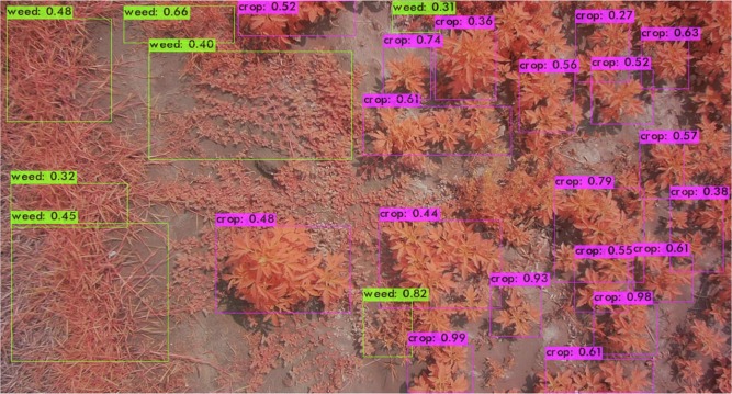 UAV Sesame Crop Weed