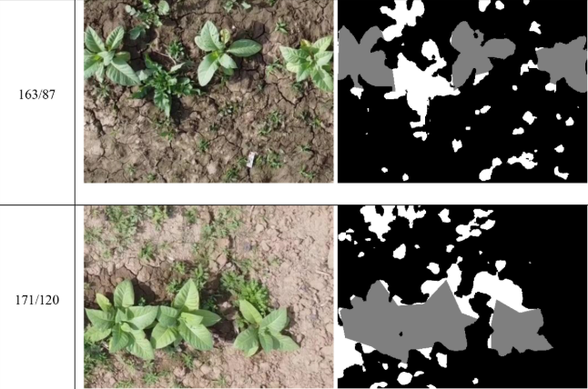 UAV Tobacco Crop Weed Mardan
